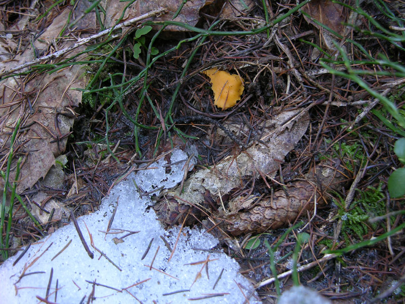 Funghi di gennaio.